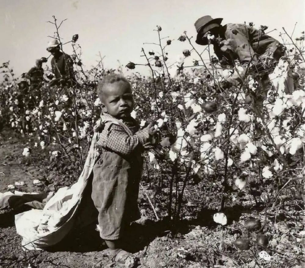 以己度人,美国黑奴与其棉花种植史,看美国如何强迫黑人种植棉花