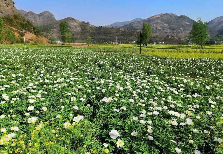 商洛市山阳县法官镇姚湾村 荷花