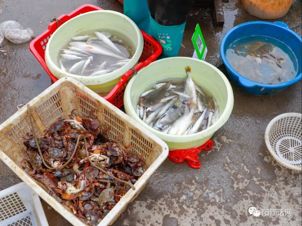 阳江市对岸村渔港美景!新鲜上水会跳会动的鱼虾蟹,应有尽有!