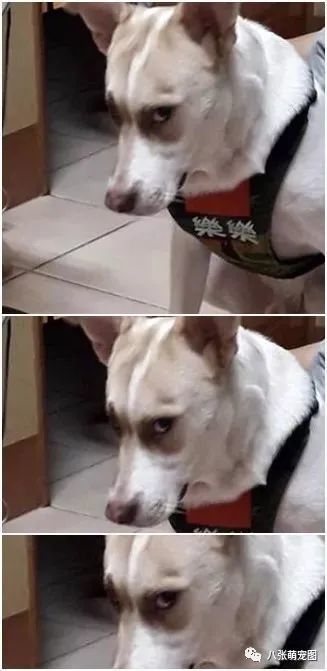 这眼神绝了