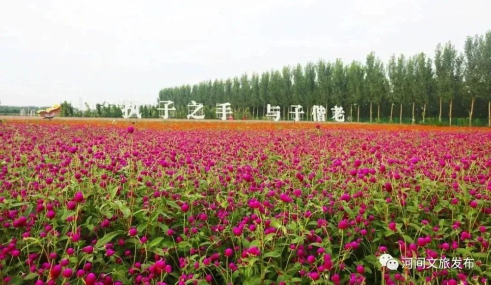 京南牡丹生态园,坐落在景和镇景和田园景区,占地近千亩,以牡丹和樱花
