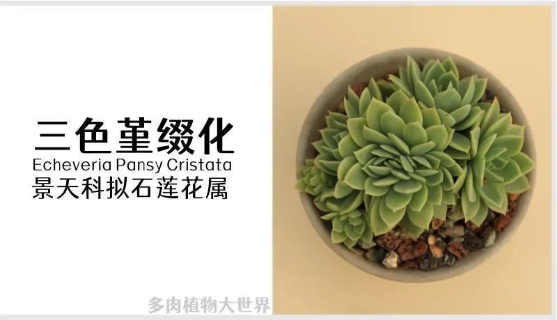 " 三色堇缀化"景天科拟石莲花属多肉植物,缀化品种