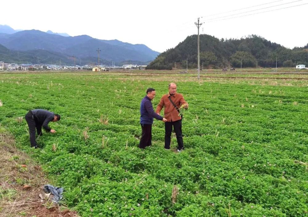 将乐发展绿肥种植助力粮食丰收乡村振兴进行时