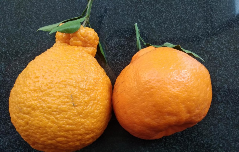 丑橘又叫"丑八怪"凸顶橘,因为多吃不容易上火,又被称为"不知火.