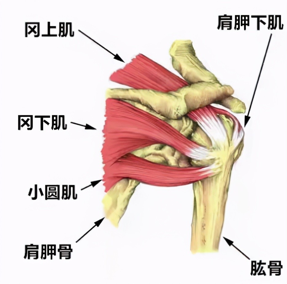 医生带您详细了解肩痛问题_腾讯新闻