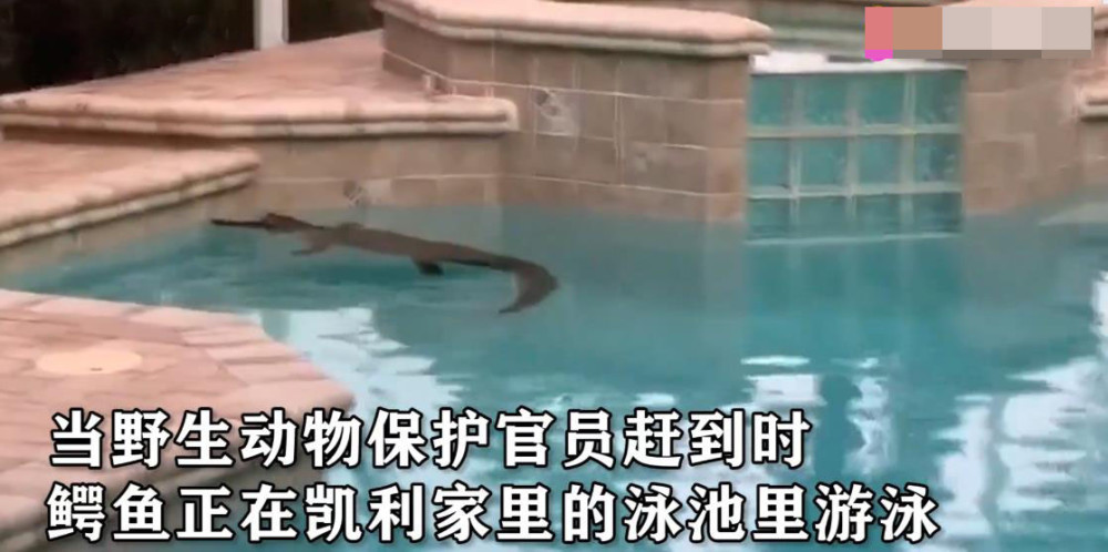 2米长鳄鱼闯入家中泳池 美国夫妇喝着咖啡欣赏 网友:真淡定!