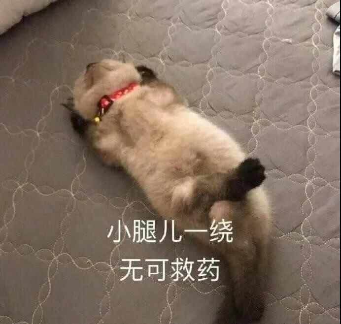 萌宠表情包要乖乖睡觉哦