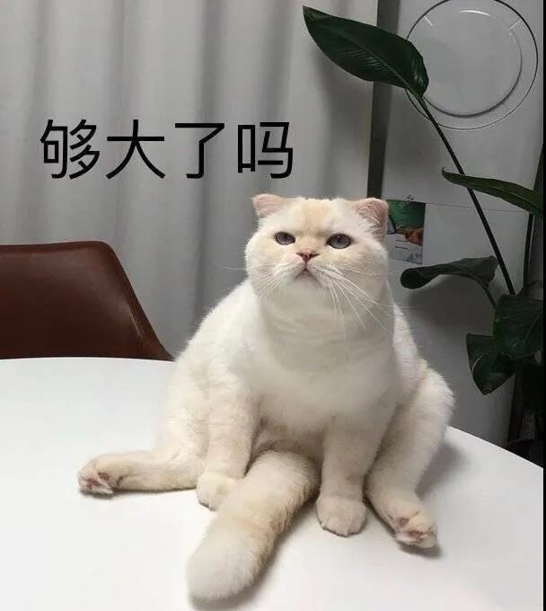 萌宠表情包要乖乖睡觉哦