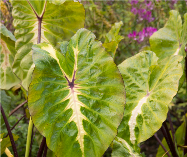 芋头种植技术,从选种到种植再到病虫害防治,这篇文章很全