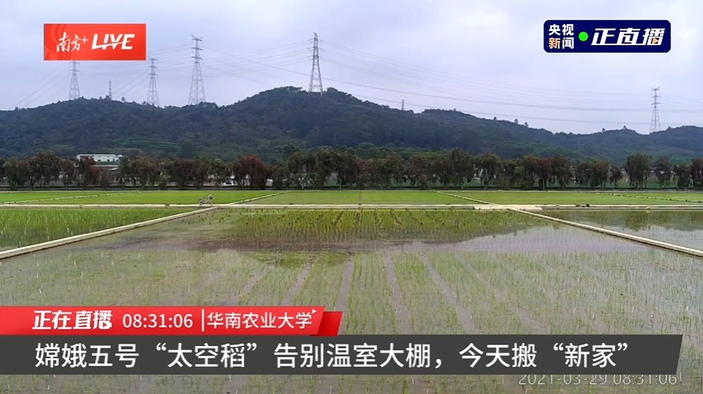 嫦娥五号"太空稻"告别温室大棚,今日移栽试验田