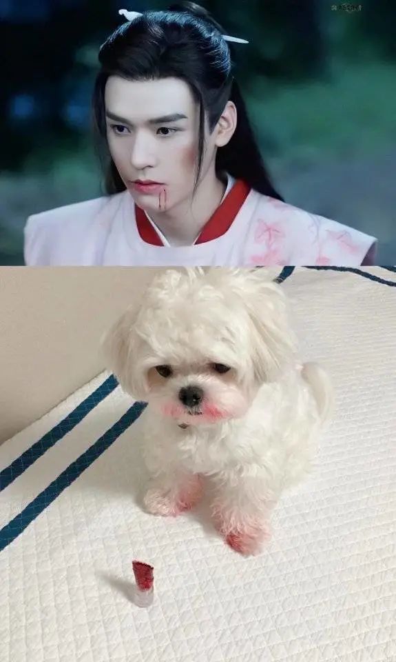 再也没有比他更像狗狗的明星了!
