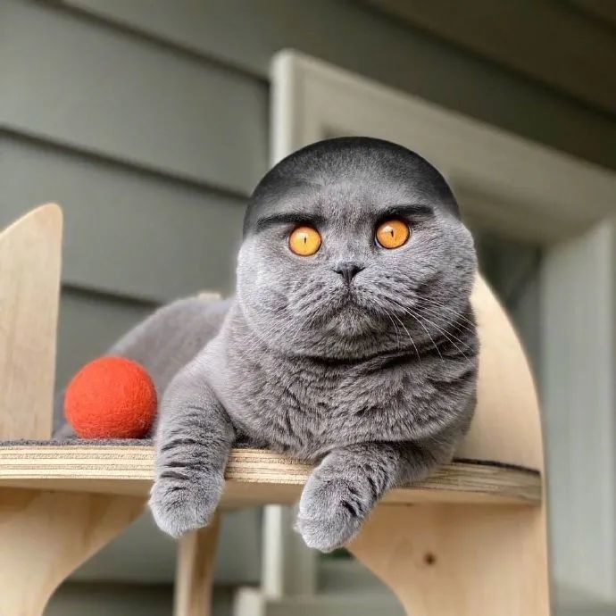 铲屎官给猫咪p了很多种发型,你们觉得哪个最好看