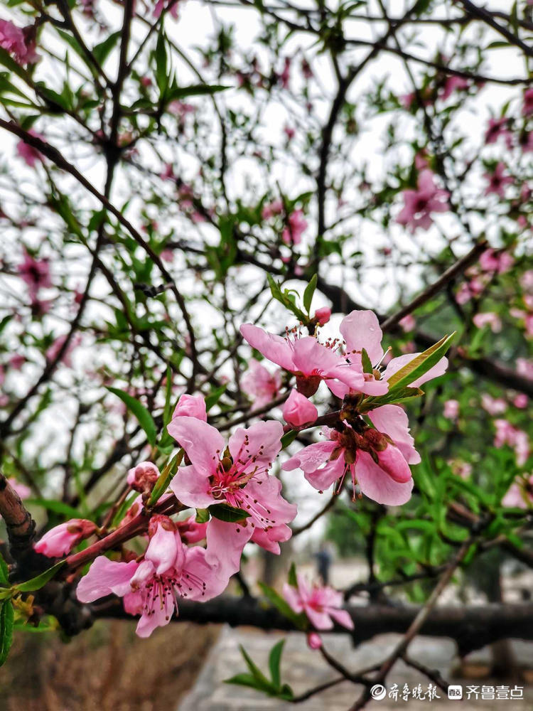 济南英雄山桃花盛开,雨中观赏