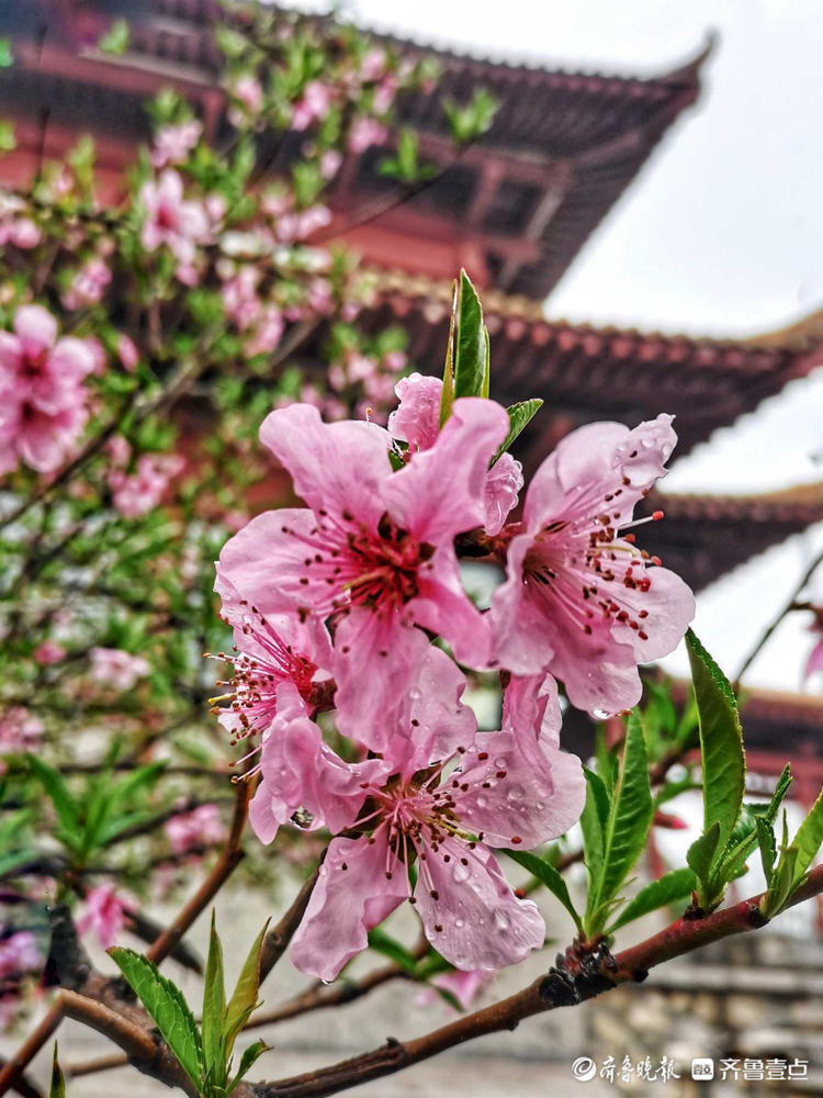 济南英雄山桃花盛开,雨中观赏