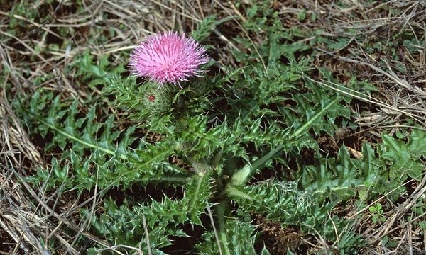 云南野生马刺根叶片