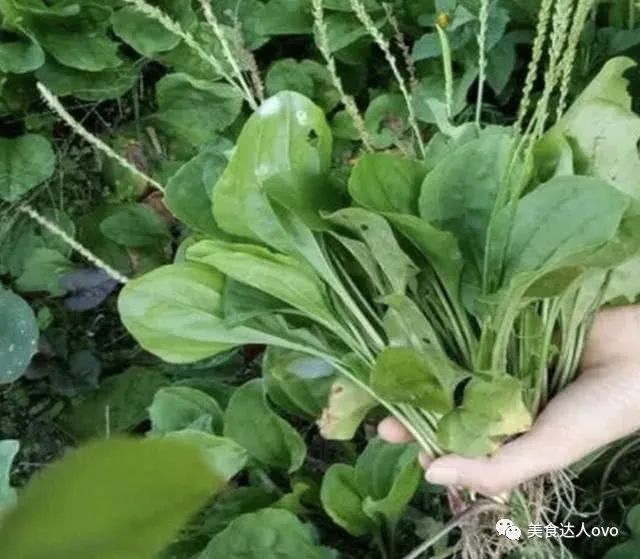 农村喂猪的野菜,祛痰止咳,排毒降压,功效多多,你认识吗