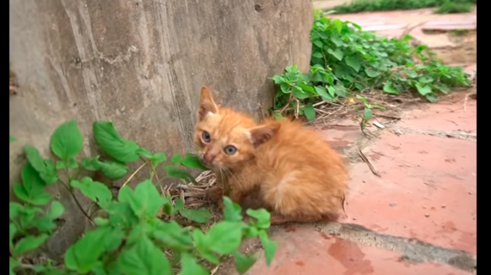 狗和猫被遗弃在臭水沟里狗已去世多时猫还靠在它身边寸步不离