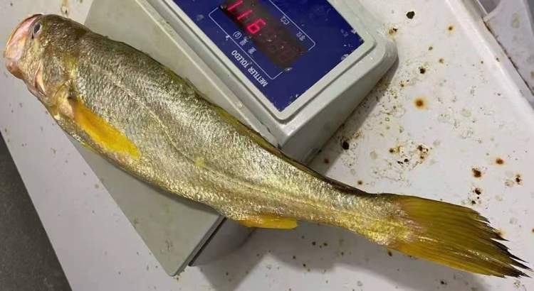 一斤重的东海野生大黄鱼只要30元?水产专家教你六招辨