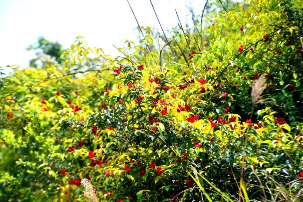 铁蔷薇排名_心有猛虎细嗅蔷薇图片(3)