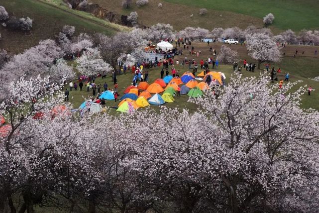 《三生三世十里桃花》取景地西藏林芝相媲美的地方——杏花谷(四师七