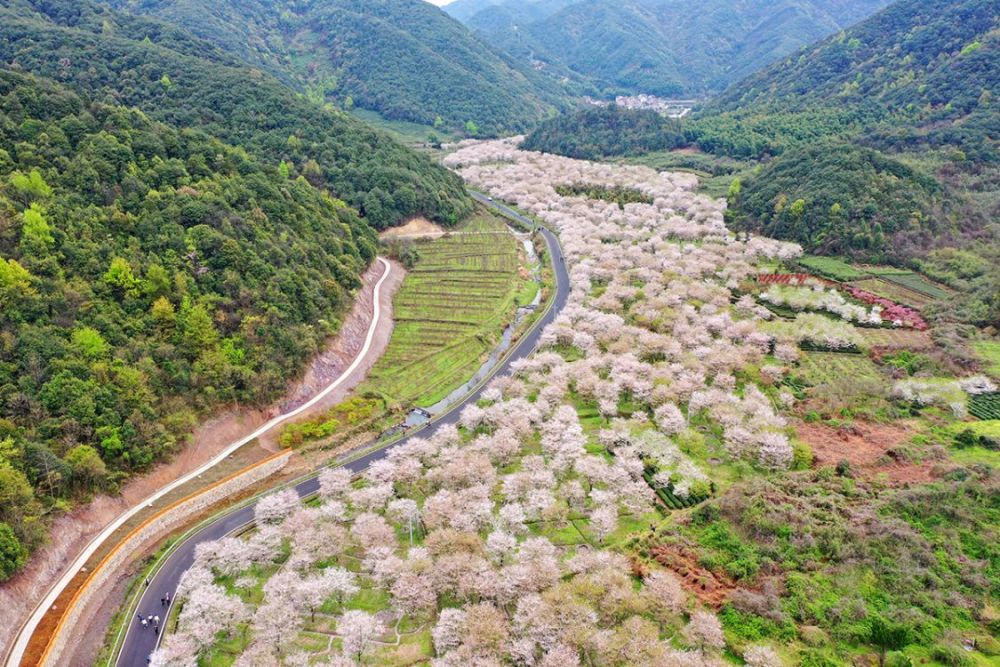 这是什么神仙地方张村樱花谷人间天宫