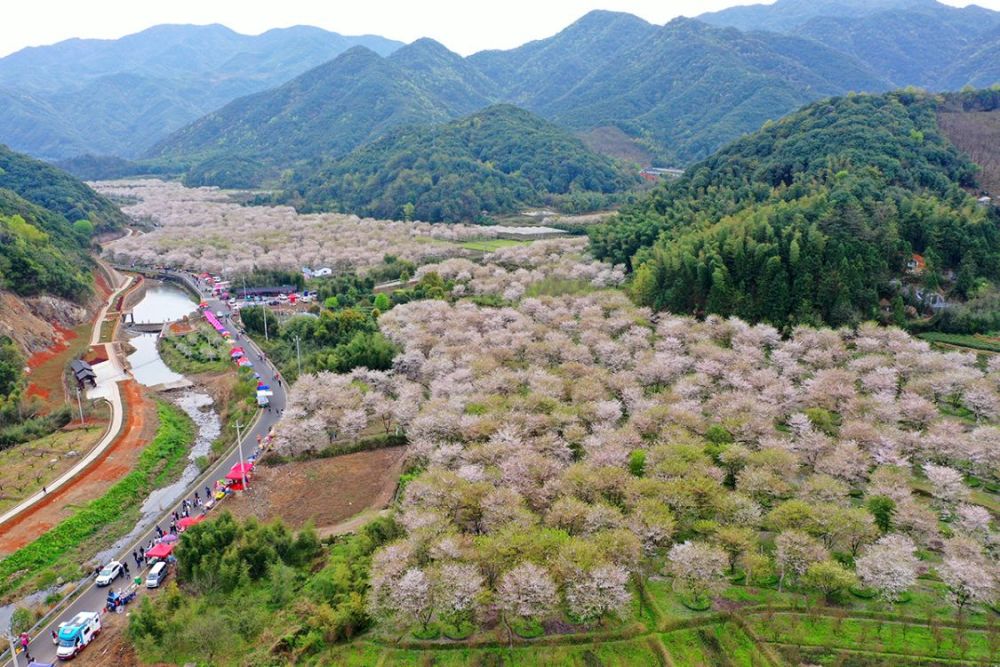 这是什么神仙地方张村樱花谷人间天宫