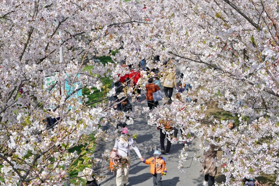 春色撩人全城樱花绽放,奉上宁波赏樱地图,解锁春天里的落英缤纷