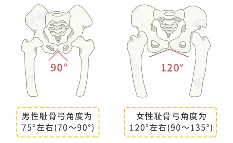 男生「 耻骨弓的角度」也比女生小