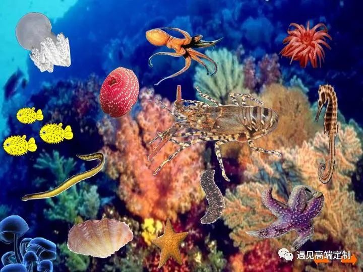 西沙群岛珊瑚礁为世界上著名的四大高生产力区域类型之一.