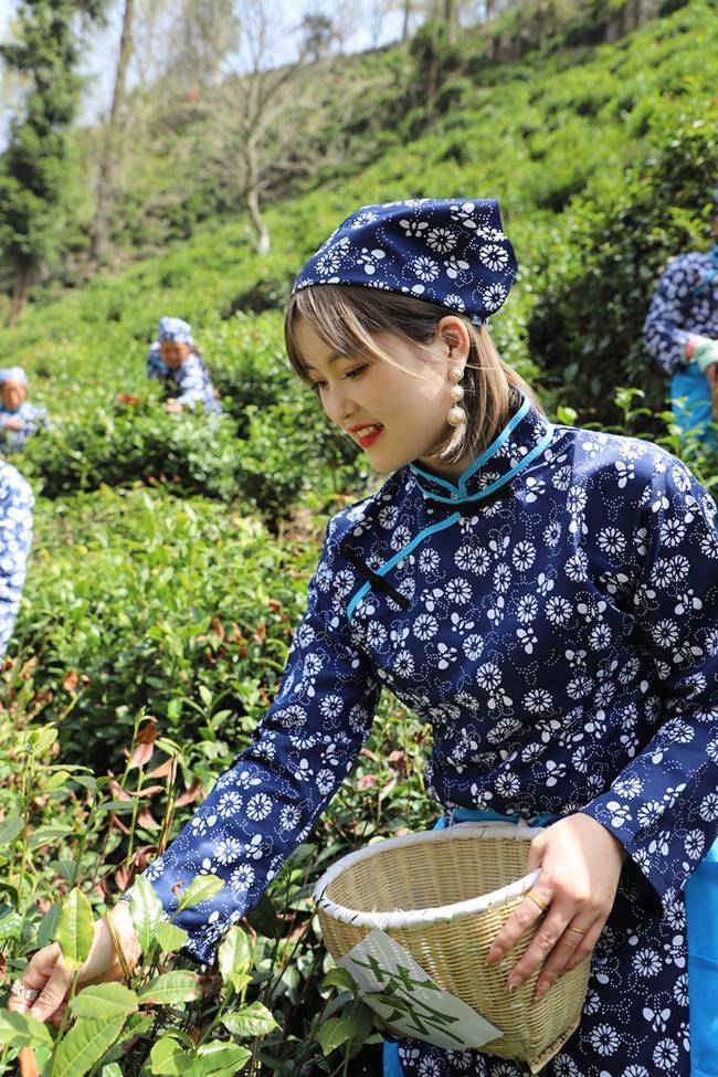 2021陕西镇安象园茶开采 10万亩春茶新鲜上市