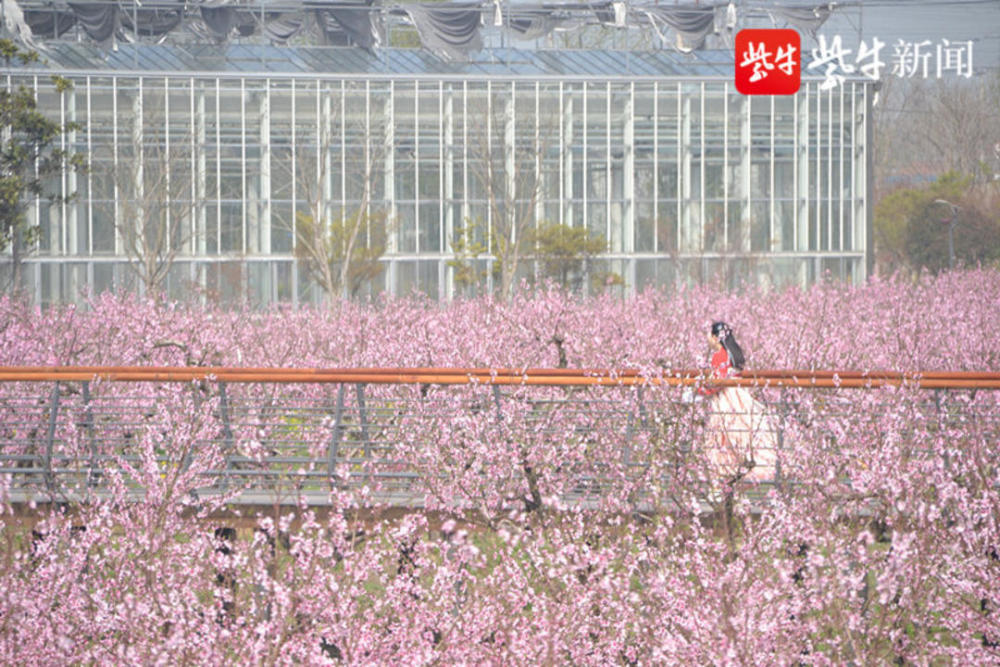 南通崇川:三千株桃花"扮靓"都市农业公园