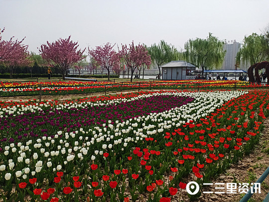 今年花开逛咸阳|郁金香,牡丹,樱花竞相绽放 我在咸阳湖畔等你来!
