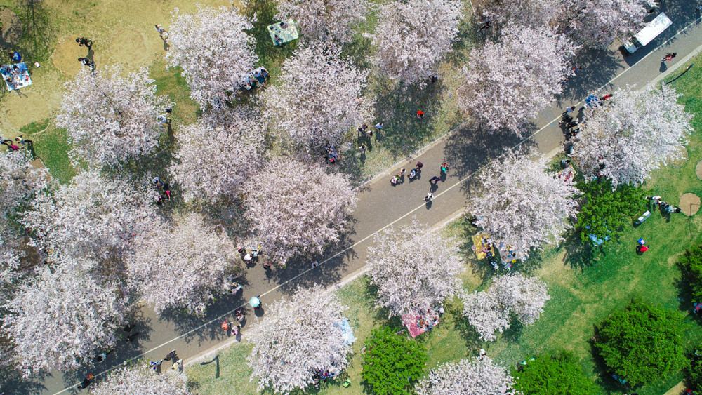 辰山植物园1500米樱花大道让你