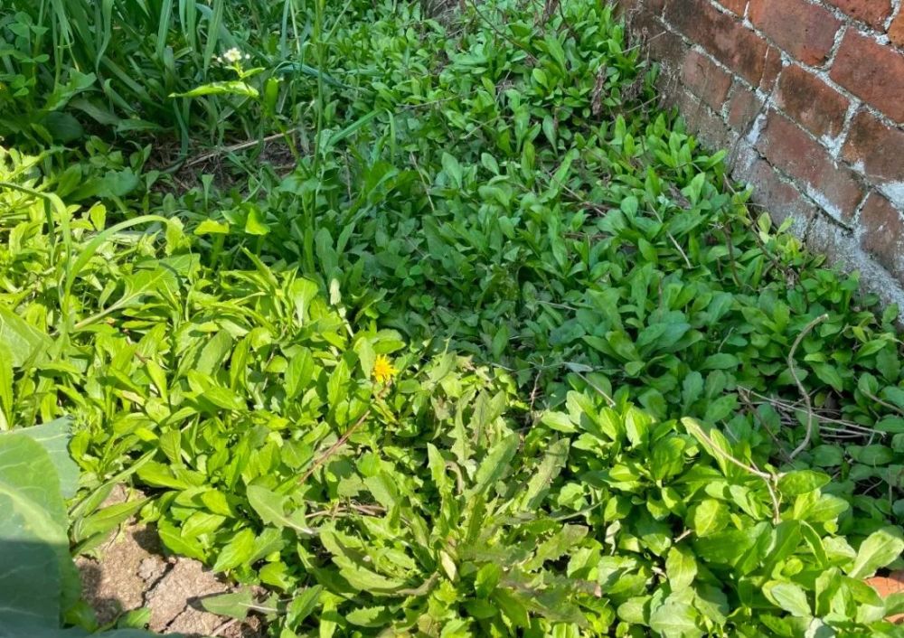 海安的野菜很多都是药食两用的食材,比如马兰头,海安人称之为寒儿菊