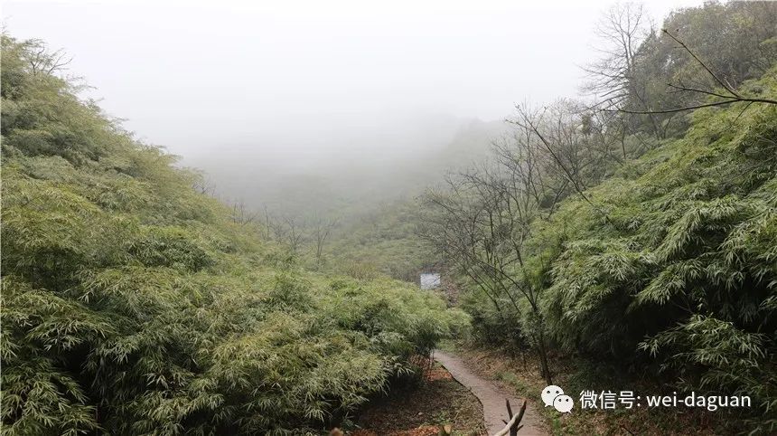 大关:青翠竹山变"金山银山"