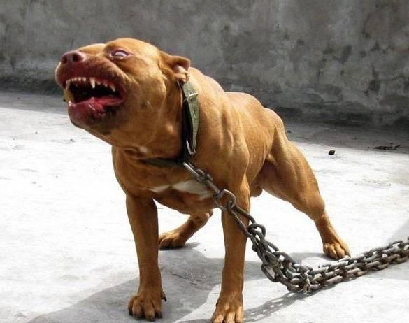 比特犬被称为"犬界战神",真的没有狗能打不过它吗?