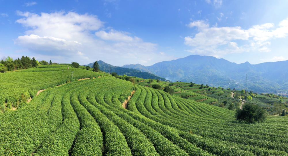 春日正盛!不如来温州享受一段悠闲的茶旅时光