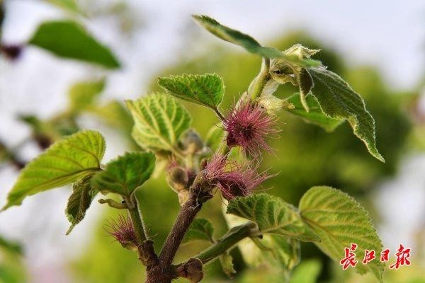 桑树雄花.