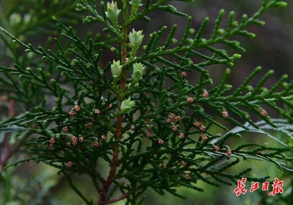 枫杨雌雄同株,雌花和雄花均为下垂的柔荑花序,但是分别开放.