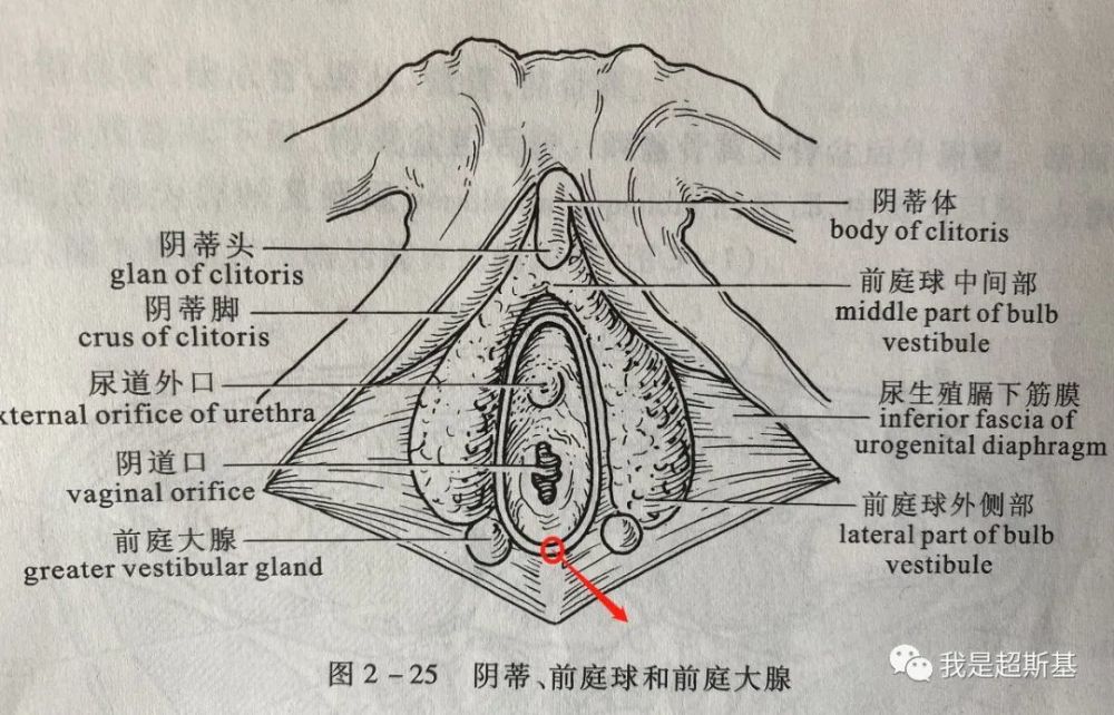 只要不是向上切,基本不会碰到阴蒂和前庭球,也就不用担心会因为侧切而