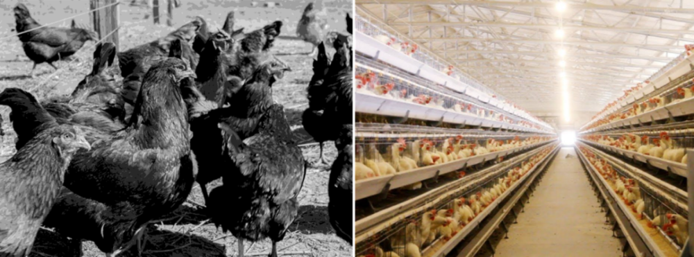 美国1920年代的散养鸡场与现代笼养鸡舍