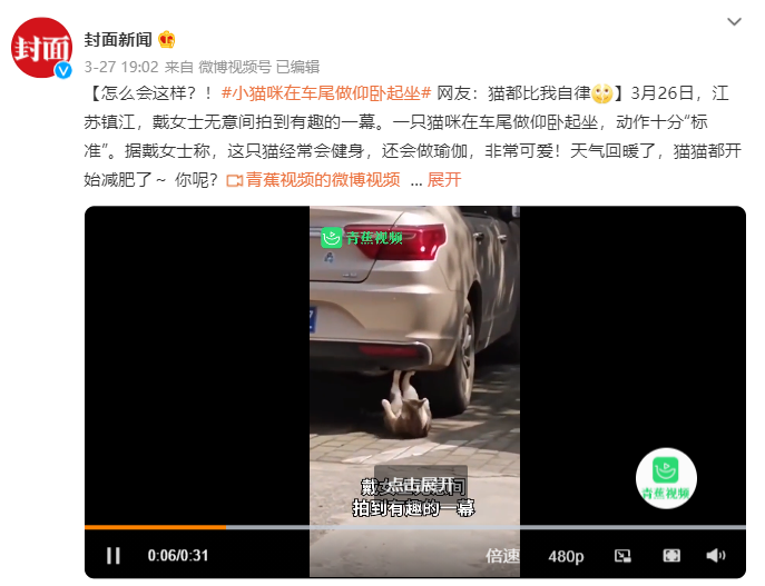 猫咪在车尾做仰卧起坐…网友:猫都比我自律