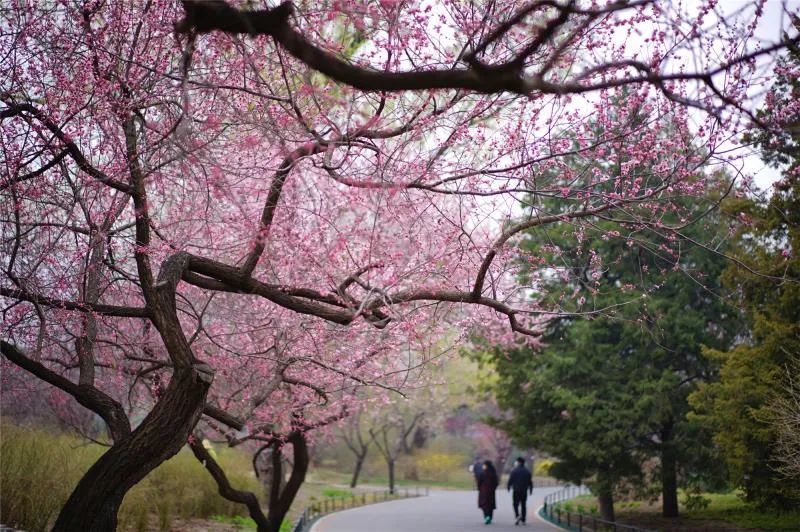 北京植物园2021年桃花观赏季活动来了最全攻略拿走