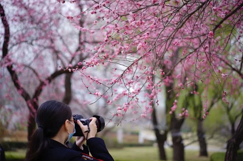 北京植物园2021年桃花观赏季活动来了,最全攻略拿走!