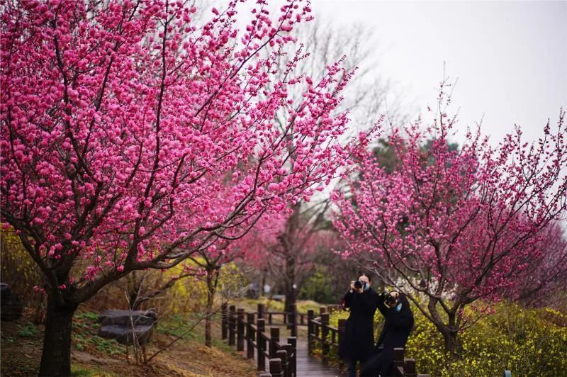 北京植物园2021年桃花观赏季活动来了,最全攻略拿走!
