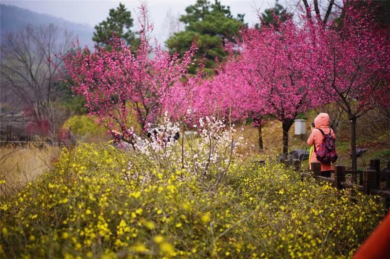 北京植物园2021年桃花观赏季活动来了,最全攻略拿走!