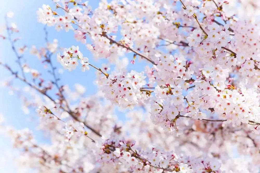 花开烂漫的樱花季,日本樱花知多少?