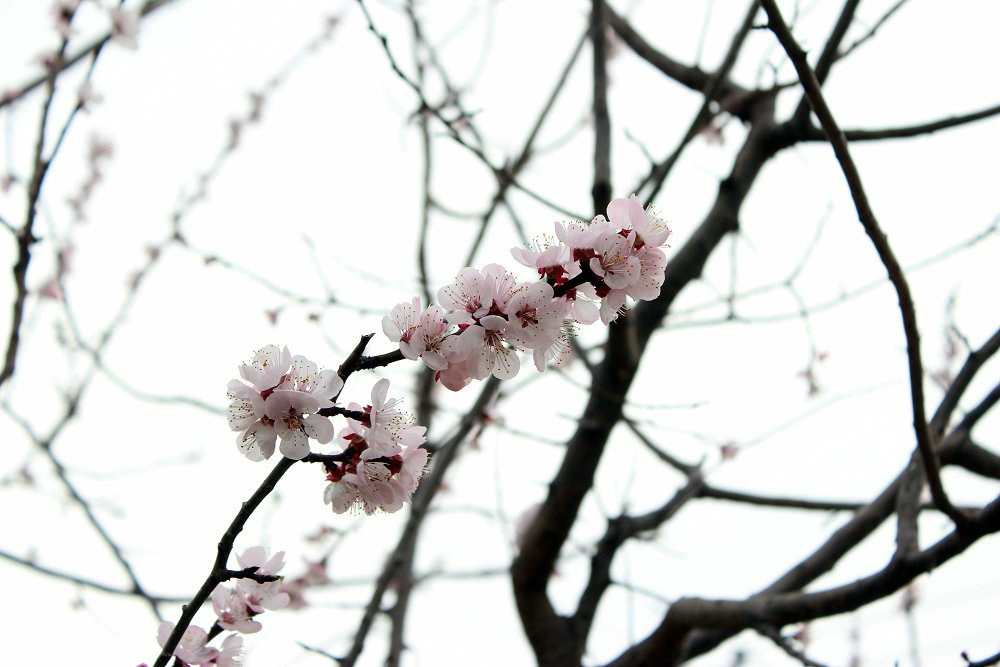 三月再见四月清明杏花雨