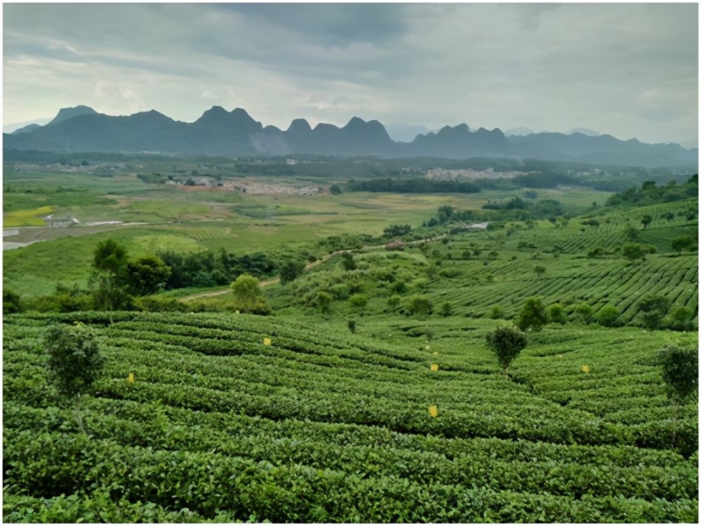 英州红茶趣园茶园