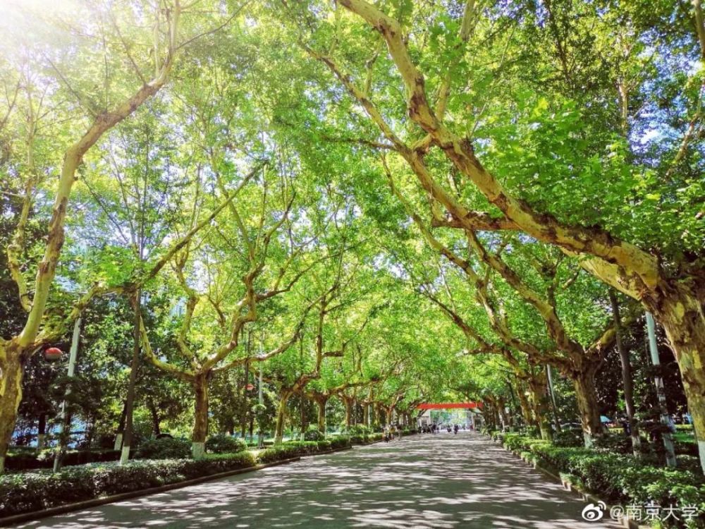 以香雪海为原型,以梅花为主题 是南大校园现代建筑间一道靓丽的风景